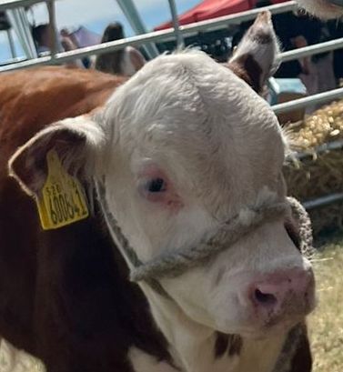 Meet The Moos Commando